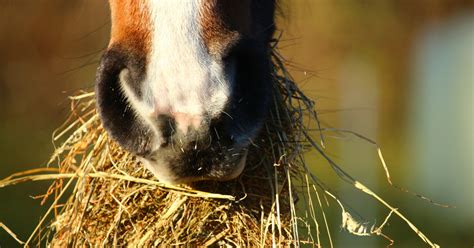 The Top 5 Best Types Of Hay For Horses And 1 Type Of Hay To Never Feed