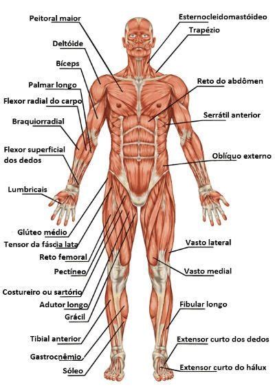 Músculos Do Corpo Humano Toda Matéria