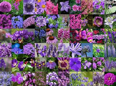 Purple Flowers Br