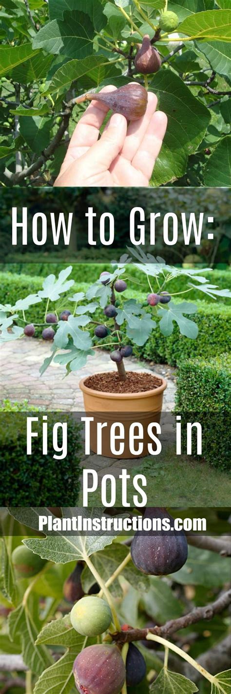 How To Grow Figs In Your Garden Or In A Pot Fruit Trees In Containers