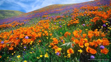 California Poppy Wallpapers Top Free California Poppy Backgrounds Wallpaperaccess