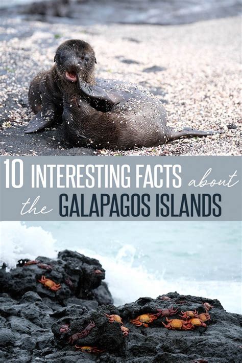 10 Interesting Facts About The Galápagos Islands The Blonde Abroad