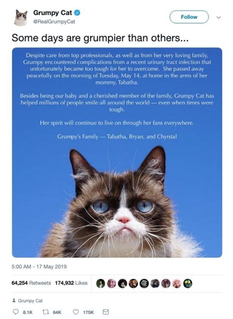 Internet Legend ‘grumpy Cat Has Passed Away And The Internet Mourns