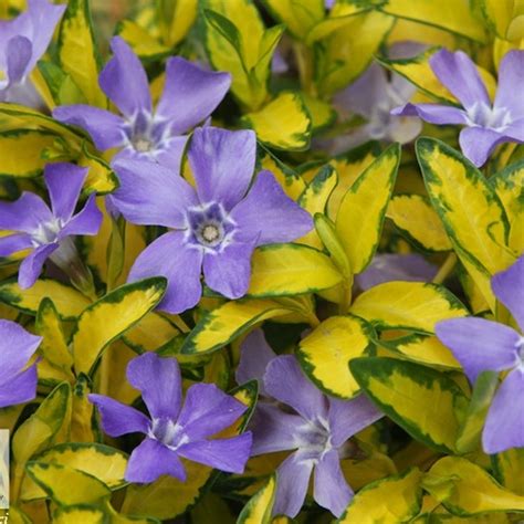 Vinca Minor Illumination Lesser Periwinkle