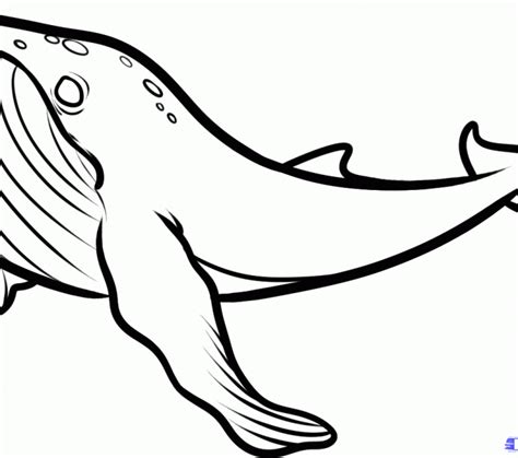 Humpback whale facts for kids. Humpback Whale Drawing at GetDrawings | Free download