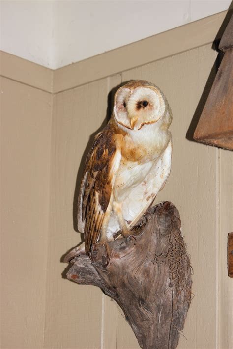 Taxidermy Bird 3 Free Stock Photo - Public Domain Pictures