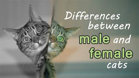 Difference Between Male And Female Cats Biological Differences Between Men And Women Mcascidos