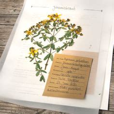 Check spelling or type a new query. Bildergebnis für herbarium gestalten | Gestalten ...