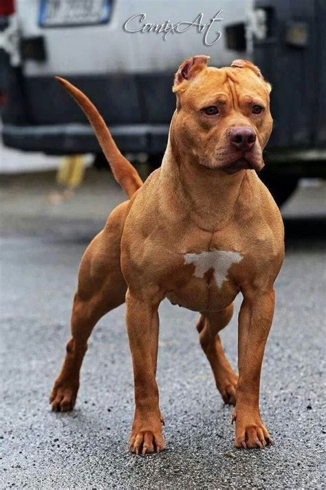 We did not find results for: Pin by KarenMarie S on I'm All About The Pittie's ...