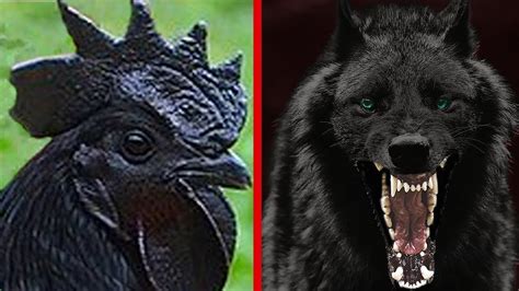 8 RAREST Completely Black Animals In The World! - YouTube