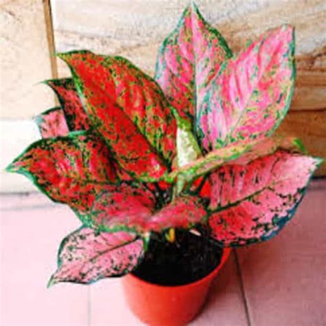 Aglaonema Chinese Evergreen Pink Anyamanee Pretty Plants 49 Off