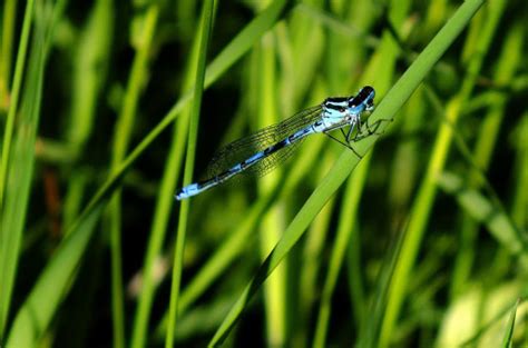 Free Images Nature Branch Wing Flower Wildlife Green Insect