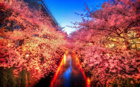 Tokyo Japan Wallpaper Night Light Cherry Blossom River Dawn