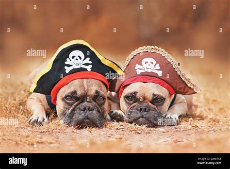 French Bulldog Dogs Wearing Halloween Pirate Costume Hats Stock Photo