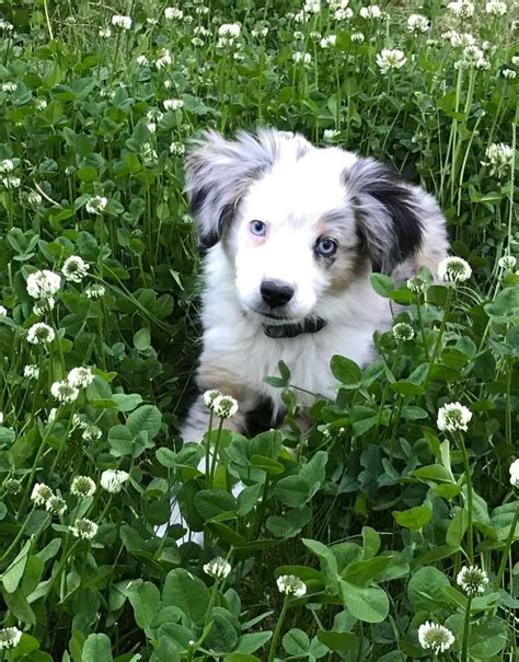 Purina recommends that a dog in this weight range should get 2/3 to 2 cups of food per day when they're between one and three months old. Sierra - my love! 3 months old, mini Australian shepherd ...