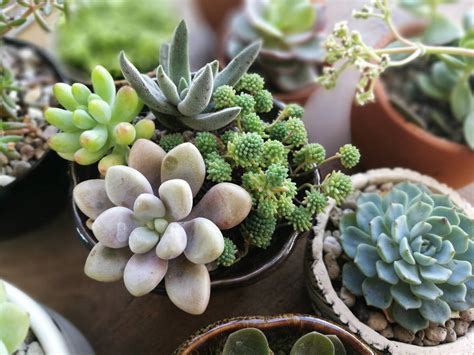 Cacti are intriguing plants that sometimes seem like they are from another world. Cuáles son las suculentas que son más fáciles de cuidar ...