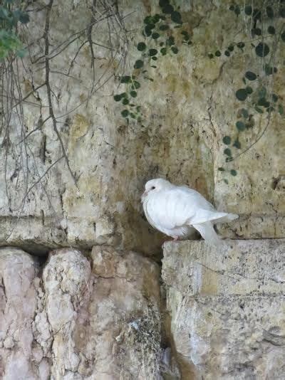 Pretty Cottage Dove Jerusalem Israel Israel Beautiful Birds