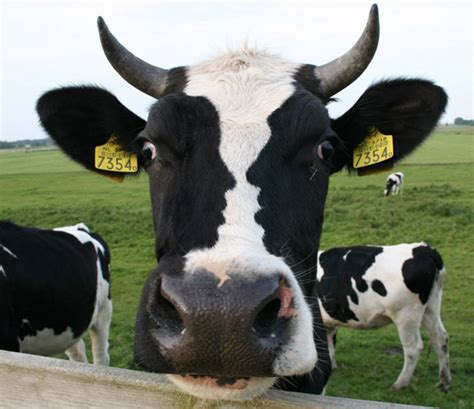 Optical Illusions Cow