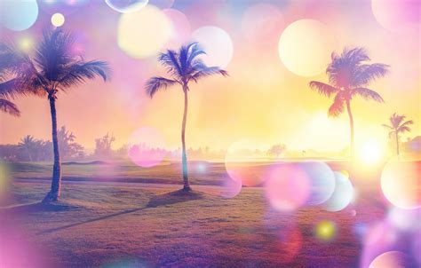 Wallpaper Road Field The Sun Light Glare Palm Trees Treatment Bokeh Images For Desktop