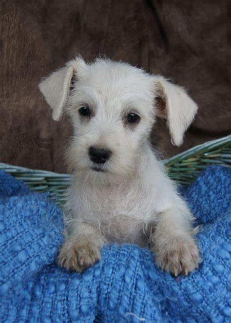 We are experienced, high quality miniature schnauzer breeders offering healthy mini schnauzer puppies across the country. White Miniature Schnauzer Puppies For Sale