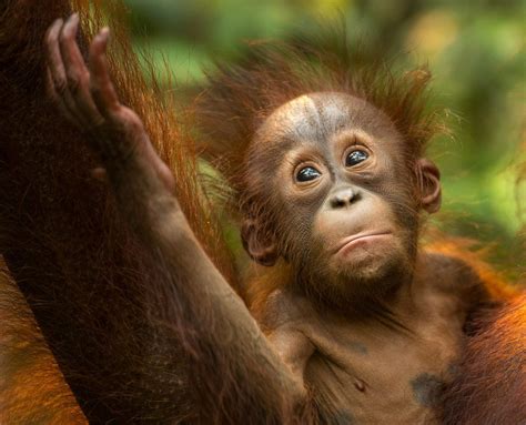 Borneo Rainforest Animals List Rainforest Animal
