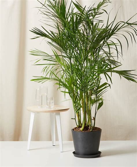 18 Indoor Plant Ts To Brighten Your Day Birds And Blooms