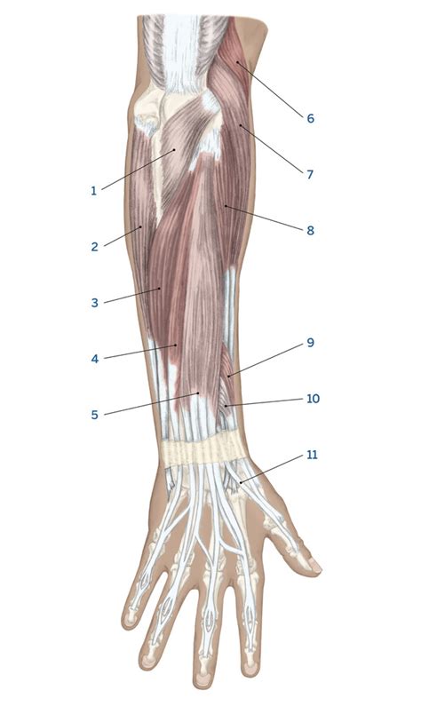 Ptha 1413 Muscles Forearm And Hand Posterior Superficial Diagram
