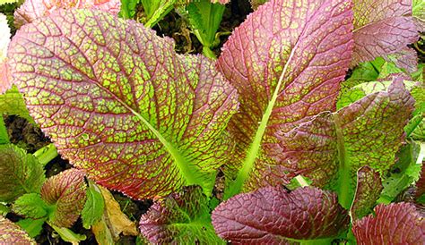 Oriental Greens Giant Red Mustard Organic Vital Seeds