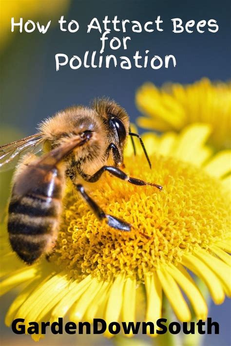 Simple Ways Of Attracting Pollinators To Your Garden ~ Garden Down