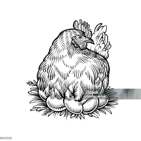 Ayam Pertanian Di Sarang Sketsa Vektor Ayam Dengan Telur Ilustrasi Stok Unduh Gambar Sekarang