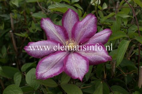 Rhs plants for pollinators plants. 'Betty Risdon'