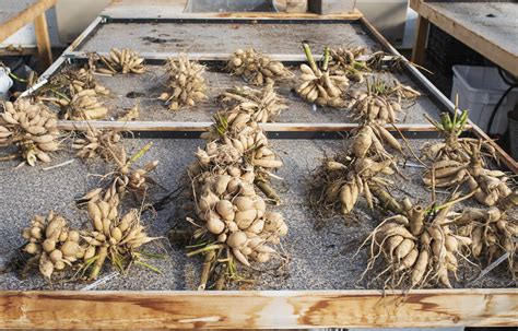 Dividing Dahlias How To Divide And Store Tubers For The Cutting Garden