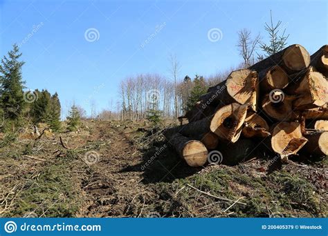 Closeup Shot Of Cut Tree Piles In A Forest Environment Concept Of