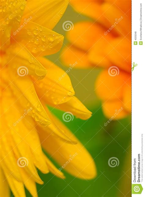 Close Up Of The Orange Flowers Petals Stock Photo Image Of Color