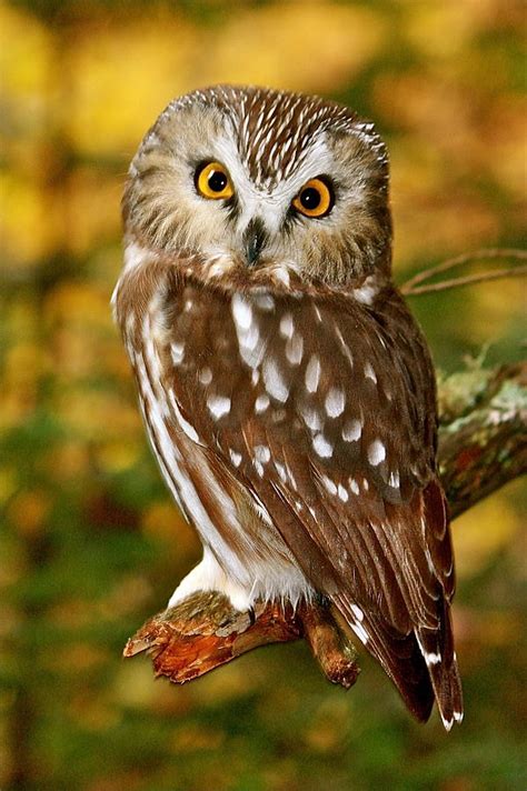 Northern Saw Whet Owl Photograph By Charles Cormier