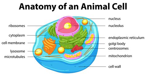 Desenho Da Celula Animal
