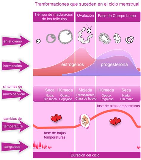 Por el abogado eric palacios. Signos de fertilidad en las fases del ciclo. - 28dias