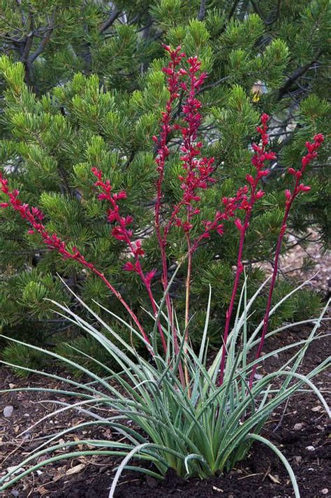 After about a week, i began to worry that it wouldn't have enough sunlight there, so i moved it to the sunroom. Brakelights red yucca is a hummingbird magnet ...