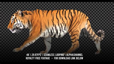 Tiger Walking Isolated And Cyclic Animation Alpha Channel Included