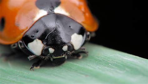 They also eat other species of beetles if they are small enough. What Do Asian Lady Beetles Eat? | Sciencing