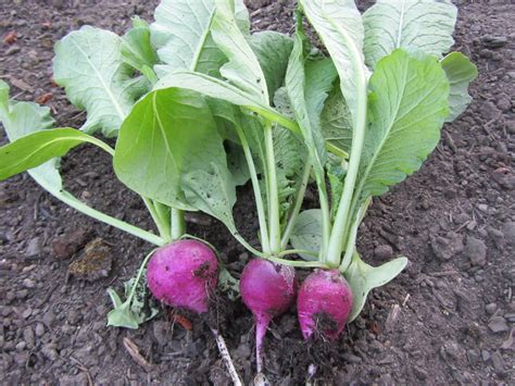 They are a cross between a cabbage and a turnip and have a sweet, mild flavor. Four Hills of Squash: A Rainbow Of Radish