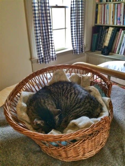 Tabitha In Her Cat Basket Content In A Cottage Hytter Hund Kat