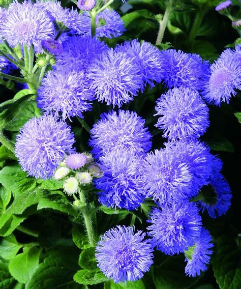 Explore our huge selection today! Агератум голубой | Plants that repel bugs, Plants, Flower ...