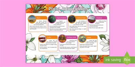 Plant Adaptation Plants Poster Primary Science Resource