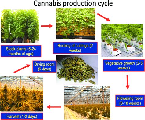 Schematic Representation Of The Production Cycle Of Cannabis Plants