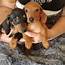 Dachshund Puppies For Adoption  Pets Rehoming Al Ayn
