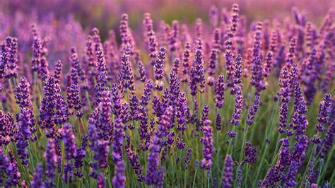 Lavender Laptop Wallpapers Top Free Lavender Laptop Backgrounds