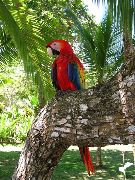 Costa Rican Parrot Bird Pura Vida Nature Birds