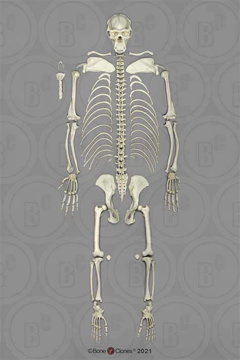 Disarticulated Chimpanzee Skeleton Bone Clones Inc Osteological