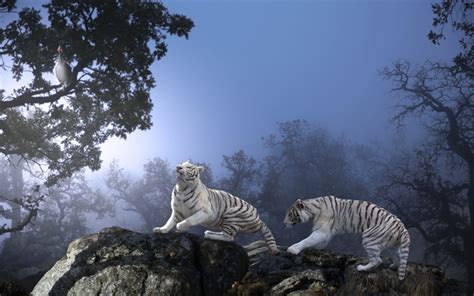 Download Wallpapers White Tigers Predators Wildlife Night Forest